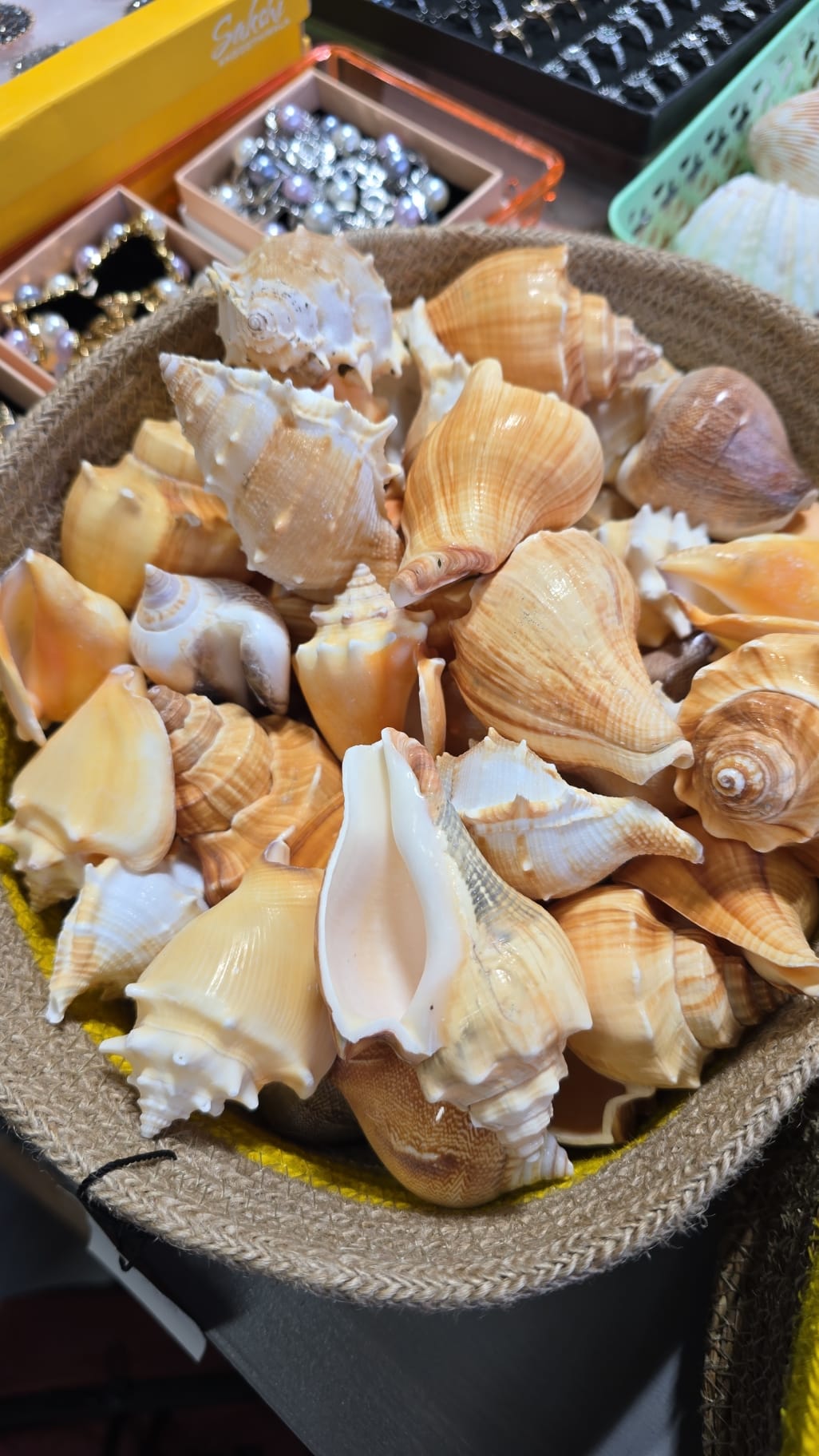 Ocean Treasure: Genuine Sea Shell Décor & Collectible