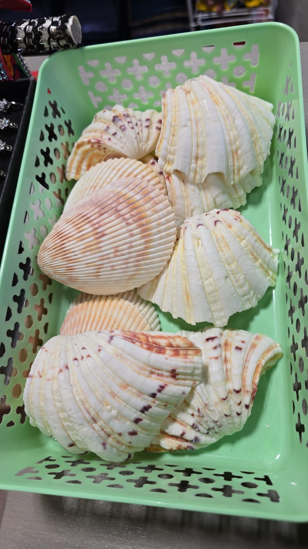 Ocean Treasure: Genuine Sea Shell Décor & Collectible